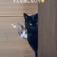 ドアから覗き込む猫たち7