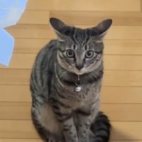 イカ耳で見つめてくる猫