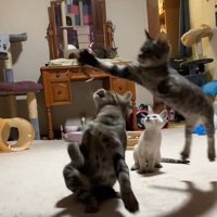 右側から4本の足を伸ばして跳んでくるキジトラ子猫