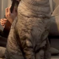 演奏を聴く猫のアップ