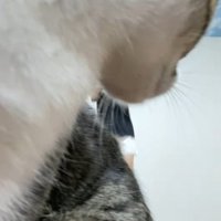 振り返る猫