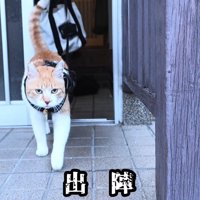玄関から出る猫