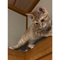 天井近くにいる猫