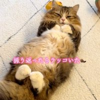 うっすら見る猫