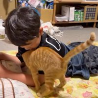腕の中に入る子猫