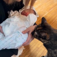 抱っこされた赤ちゃんに近づく猫