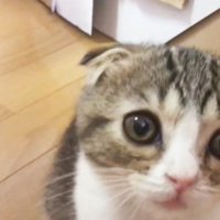 見上げる猫