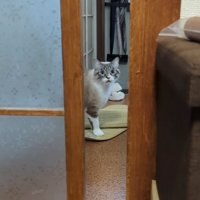 呼ぶ猫