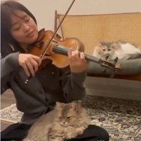 バイオリンを弾いている人と聴いている猫たち