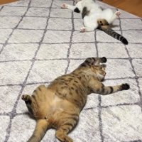 寝転がる猫