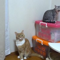 目を細めて鳴くサバトラ