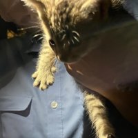 手で持たれる子猫