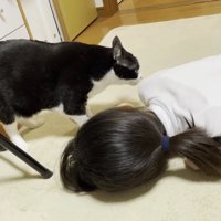ハチワレ猫が人の体の匂いを嗅いでいる様子