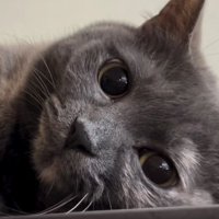 冷蔵庫上の猫