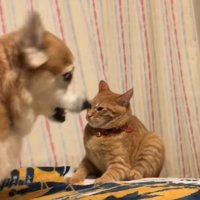 怒る犬