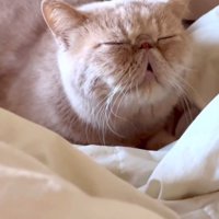 口を開いたまま眠る猫