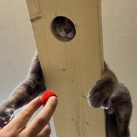 キャットウォークの穴に顔をはめて、飼い主の手にじゃれつく猫