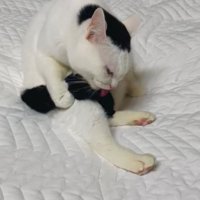 しっぽをなめる猫