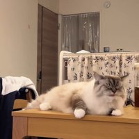 テーブルの上でくつろぐ猫