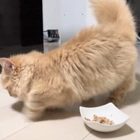 高速ホリホリする猫