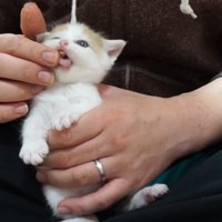 離乳食を食べさせてもらう子猫
