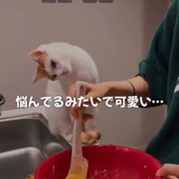 ケーキ作りを座って見ている猫