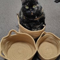 サビ猫が選んだかごに入って座る様子