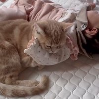 赤ちゃんに腕枕される猫