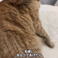 毛づくろいをしている猫