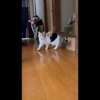 右前足を出して