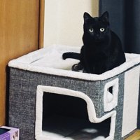 キャットハウスの屋根に座る黒猫