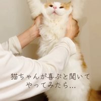 バンザイをしている猫（引き）
