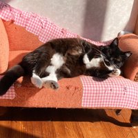 ソファに寝転ぶ猫