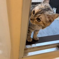 お風呂場に来た猫