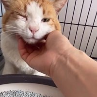 なでられる猫