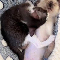 愛が溢れるヒジキちゃん