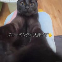 仰向けの猫