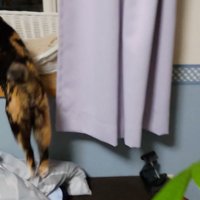 窓際に飛び乗る猫の後ろ足