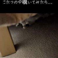 こたつをめくる
