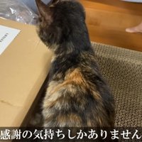爪とぎにのる子猫