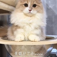 透明ボウルの中に入っている猫