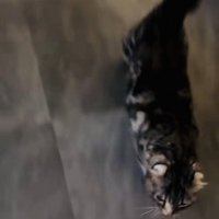 飼い主さんに向かって駆けてくるキンカロー