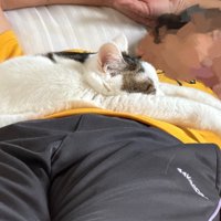 とろけている猫
