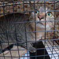 不安そうに見上げる猫