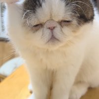 眠そうな猫