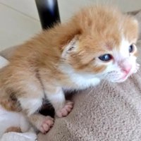 歩こうとする子猫