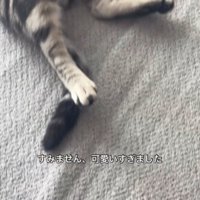 絨毯の上で寝ている猫