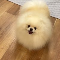 見上げるポテチくん
