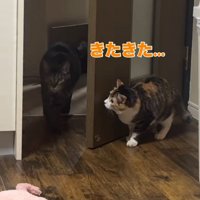 ドアに近づくキジトラ猫