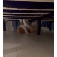 ベッド下にいる猫